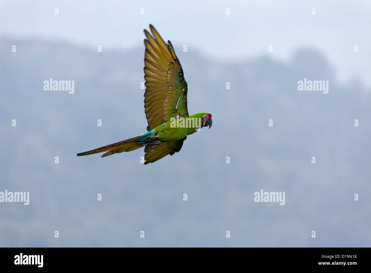 Macaw militare (Ara militaris) Foto Stock
