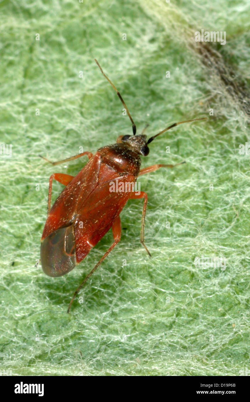 Femmina adulta predatori di bug Psallus ambiguus Foto Stock