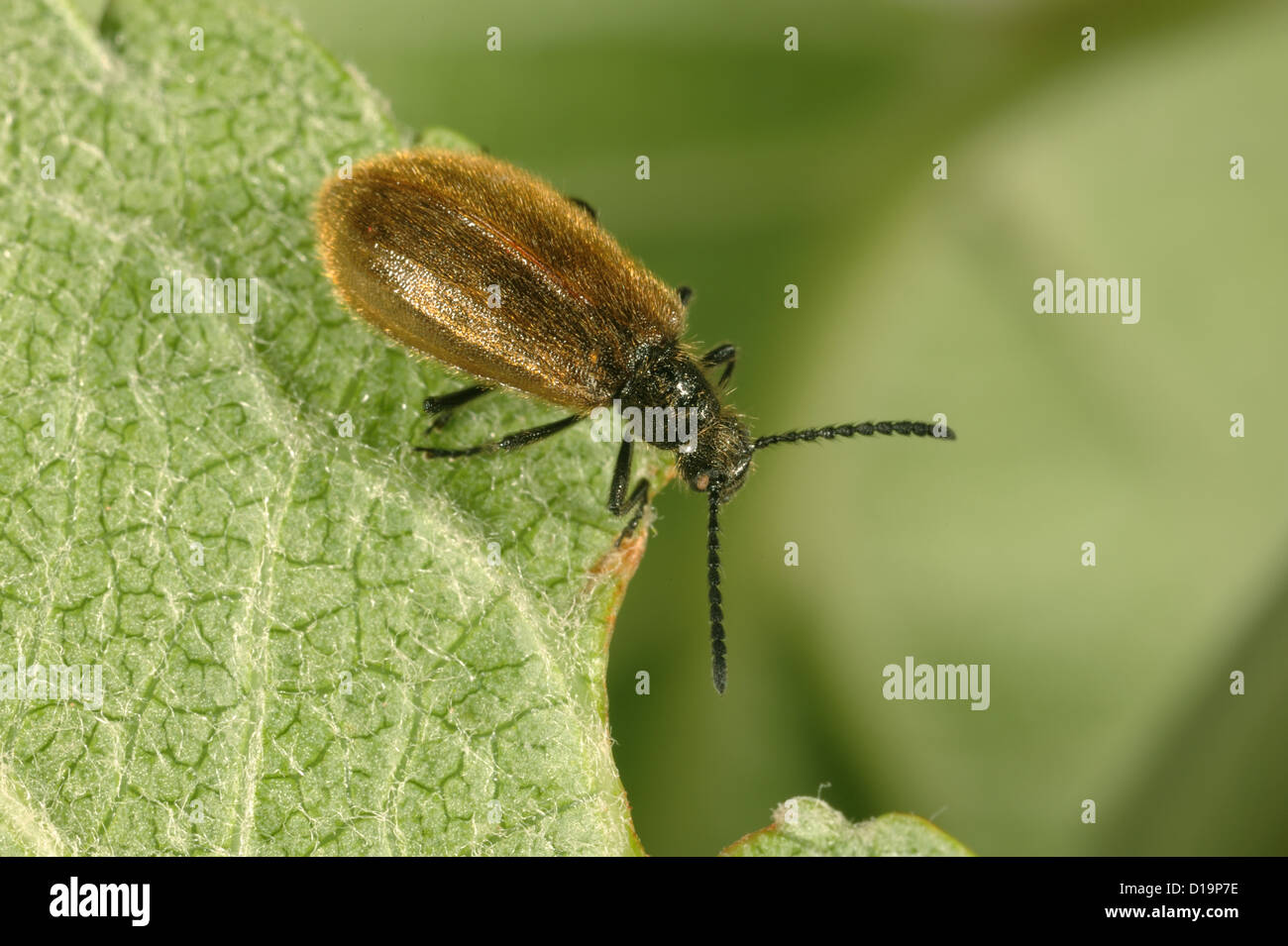 Darkling beetle, Lagria hirta, adulti Foto Stock