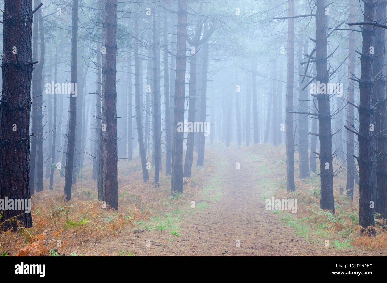 Bosco di conifere nella nebbia Weybourne heath Norfolk inverno Foto Stock