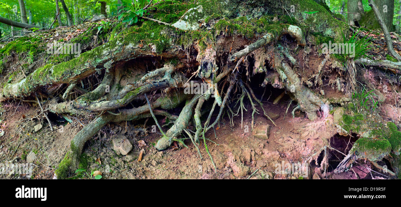 Vista della quercia radici in un bosco misto,l'estate,HDR panoramic XXL, Saarland / Germania Foto Stock