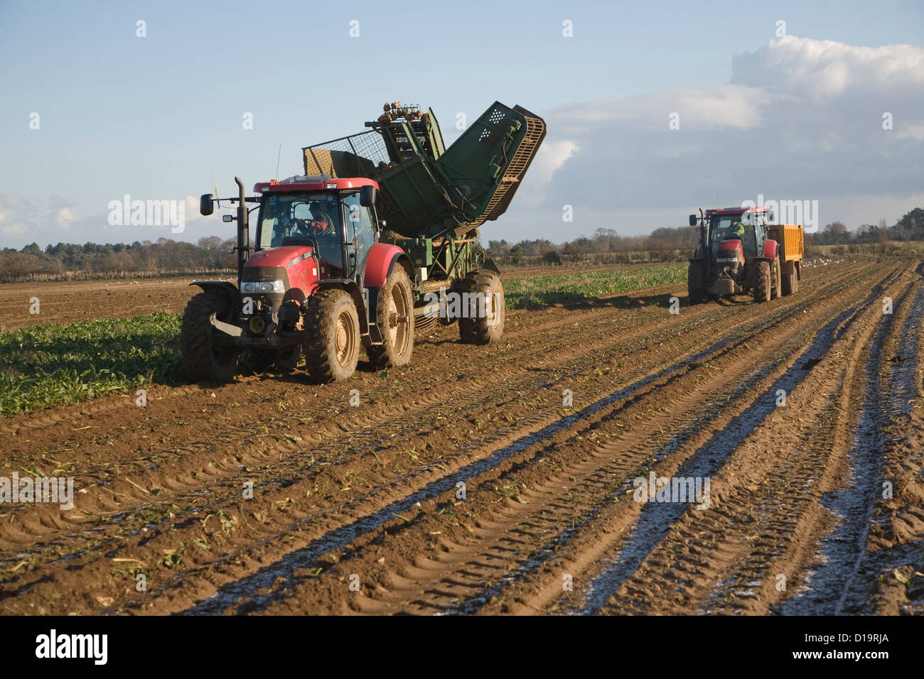 Red tractor pulling Thyregod barbabietola da zucchero harvester Shottisham, Suffolk, Inghilterra Foto Stock