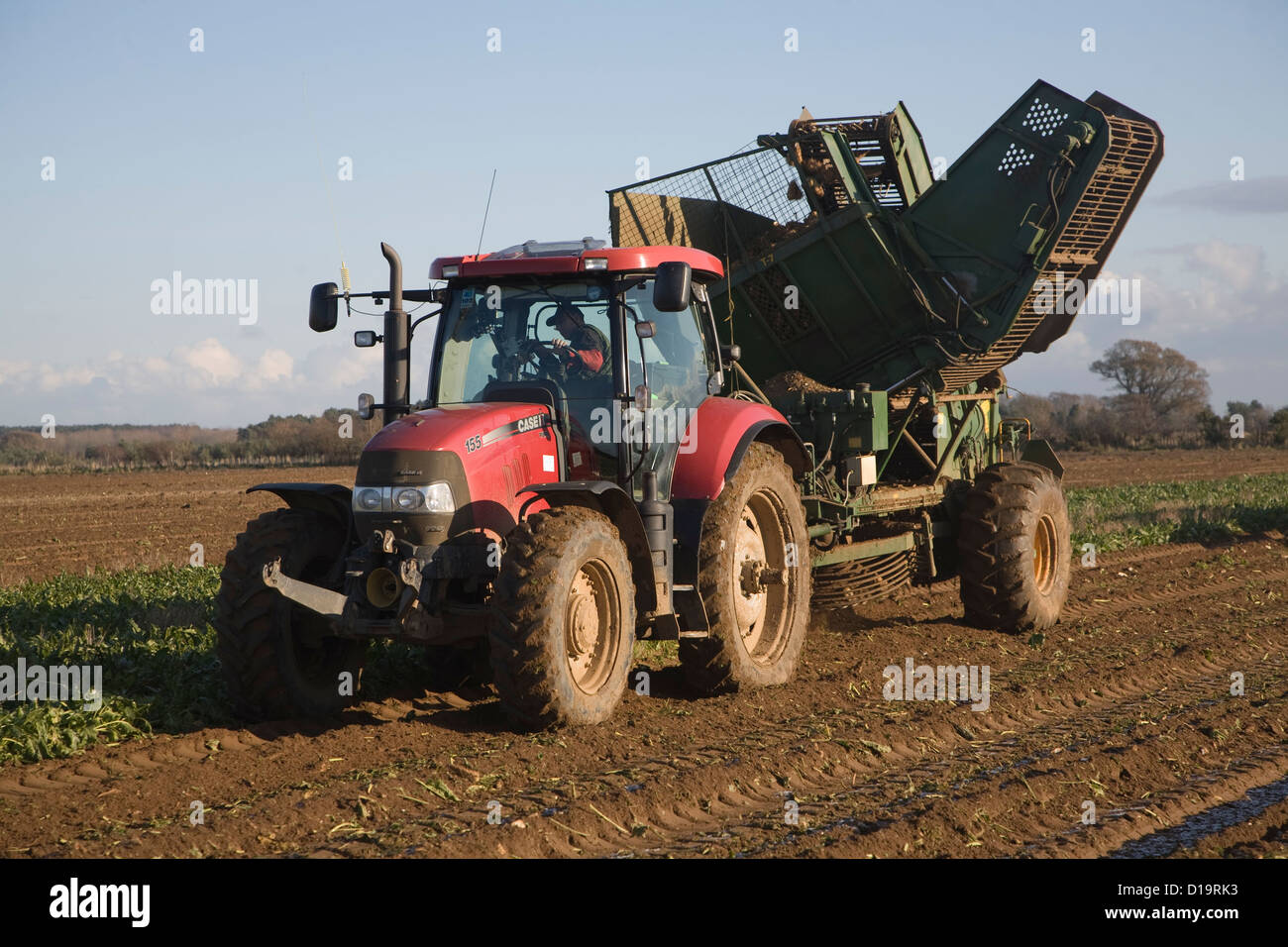 Red tractor pulling Thyregod barbabietola da zucchero harvester Shottisham, Suffolk, Inghilterra Foto Stock