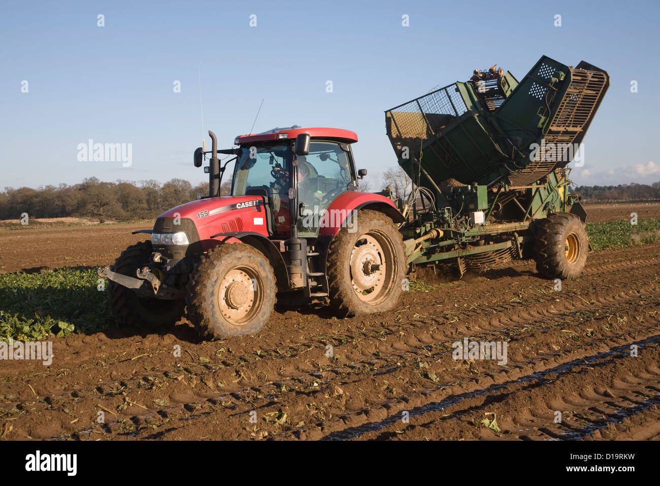 Red tractor pulling Thyregod barbabietola da zucchero harvester Shottisham, Suffolk, Inghilterra Foto Stock