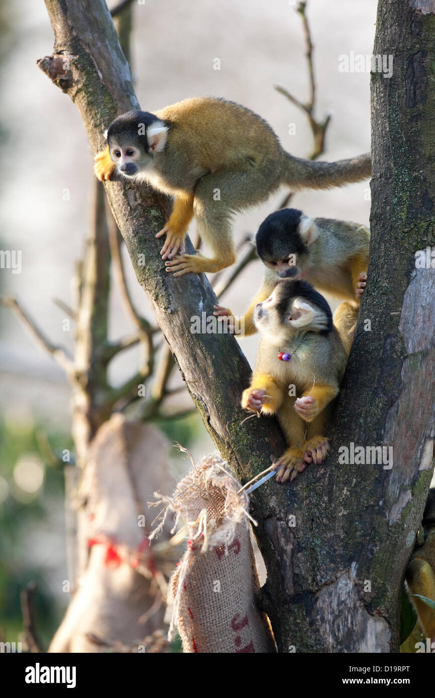 Lo Zoo di Londra, il Regents Park, Londra, Inghilterra, Regno Unito. 12.12.2012 Foto mostra il boliviano scimmie scoiattolo presso lo Zoo di Londra in Regents Park trattata di alcuni doni di festa in una calza di Natale nel loro recinto. Foto Stock