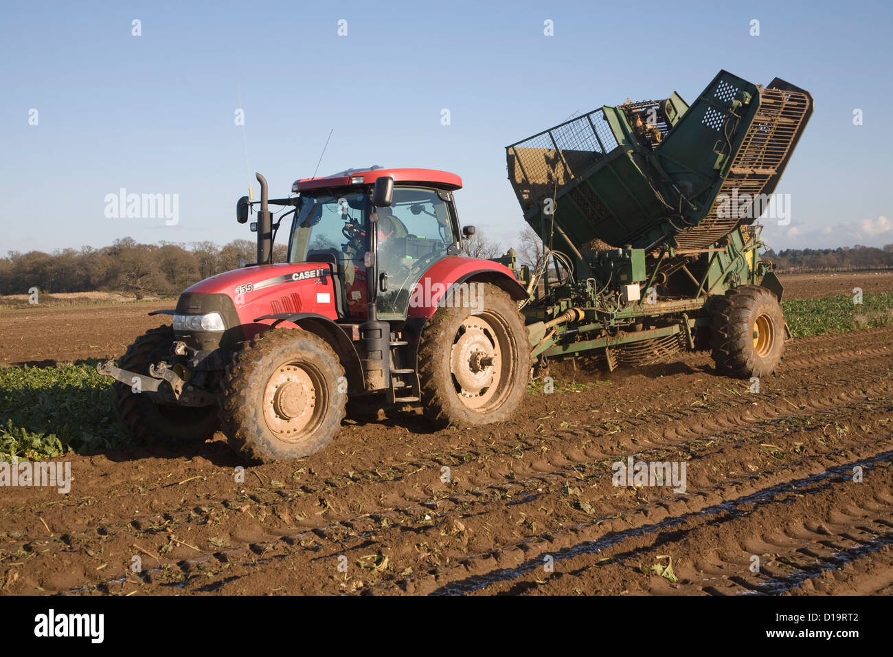 Red tractor pulling Thyregod barbabietola da zucchero harvester Shottisham, Suffolk, Inghilterra Foto Stock
