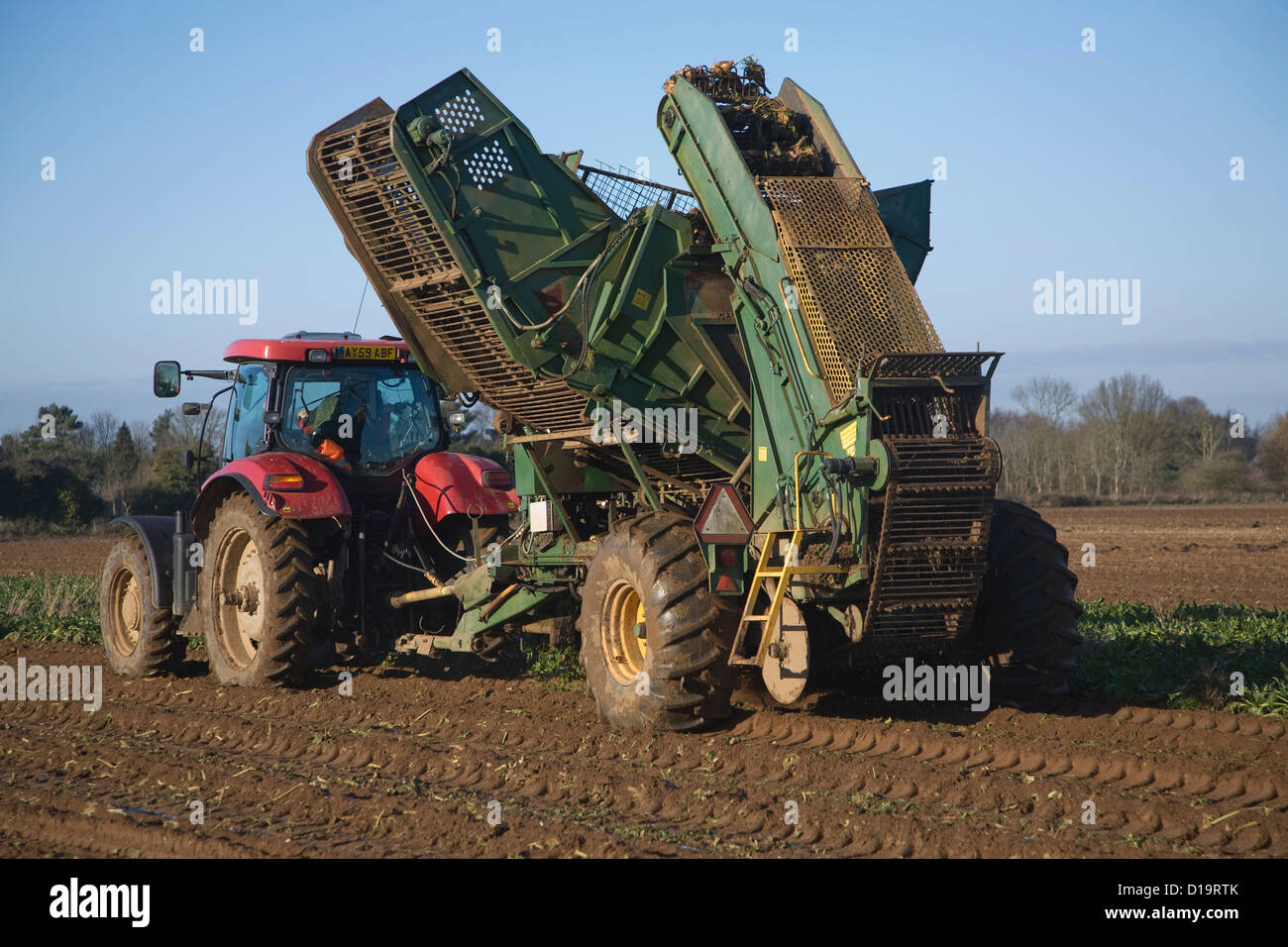 Red tractor pulling Thyregod barbabietola da zucchero harvester Shottisham, Suffolk, Inghilterra Foto Stock