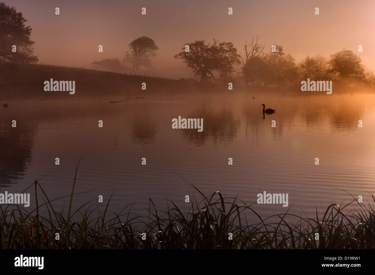 Cigni all alba nebbiosa mattina Foto Stock