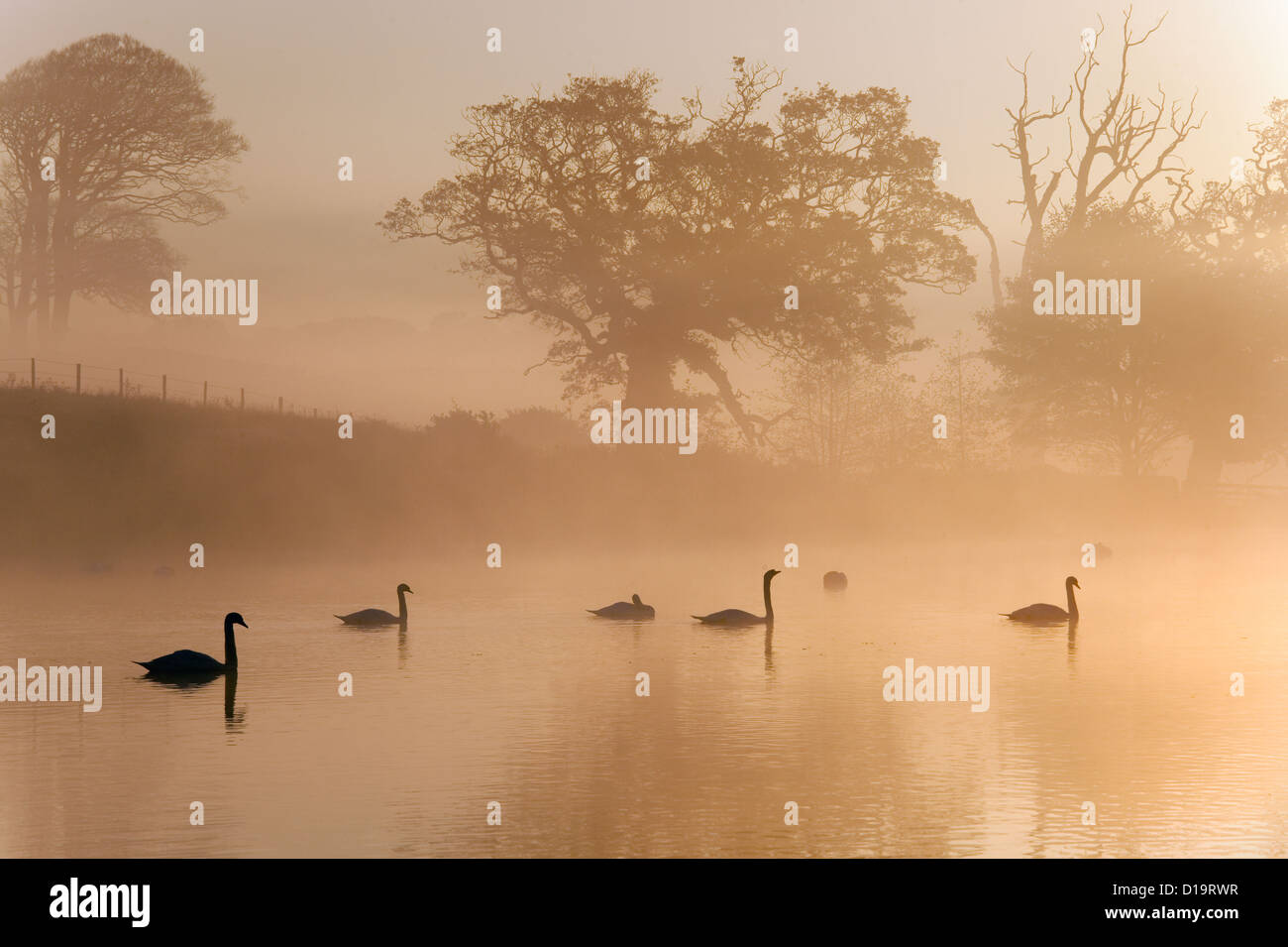 Cigni all alba nebbiosa mattina Foto Stock