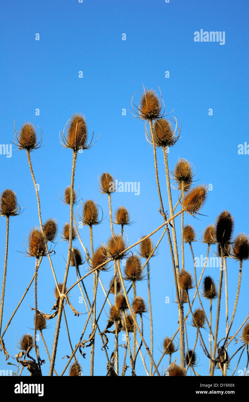 Teasel in autunno (Teasel Dipsacus fullonum), Oscar Wilde Karde im Herbst, Wilde Karde (Dipsacus fullonum Foto Stock