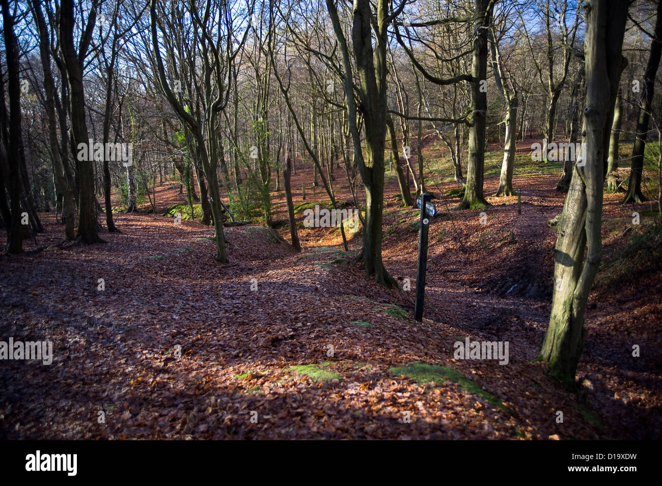 Grim's fossa su la Ridgeway National Trail vicino Wendover boschi, Buckinghamshire, UK Foto Stock