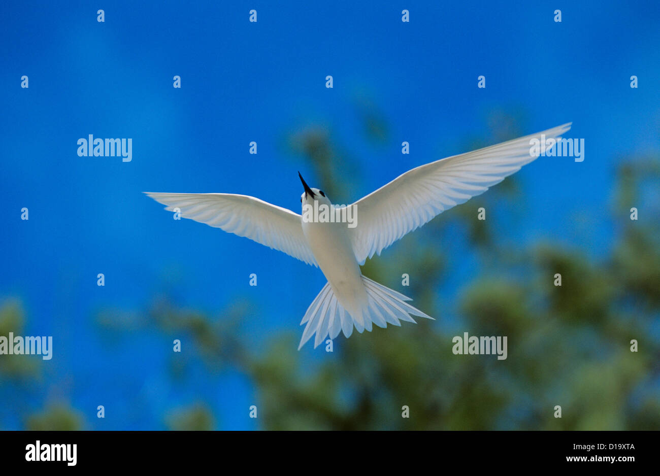 A nord-ovest isole hawaiane, Midway Atoll, Bianco (Tern Gygis Alba Rothschildi) in volo. Foto Stock