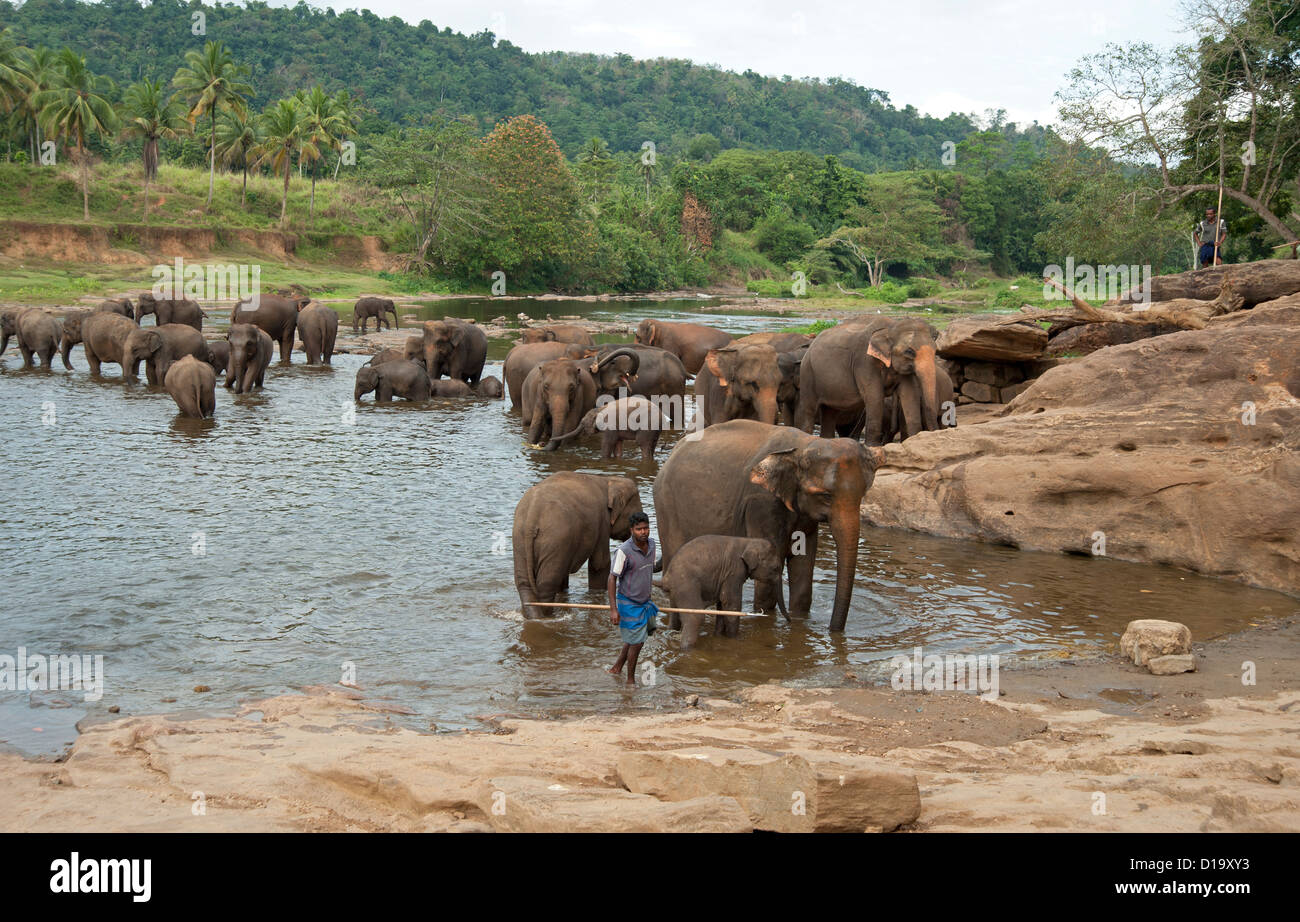 Grande gruppo di elefanti balneazione nel fiume al Pinnewalla orfanotrofio in Sri Lanka Foto Stock