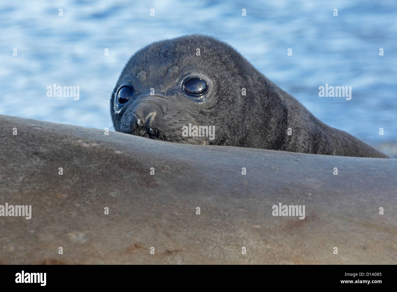 Elefante marino del sud pup guardando sopra la sua madri indietro Foto Stock