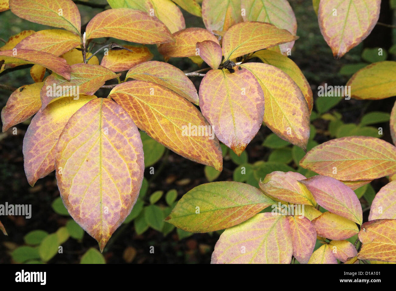 Stewartia pseudocamellia ( Stewartia giapponese o deciduo Camellia ) le foglie in autunno Foto Stock