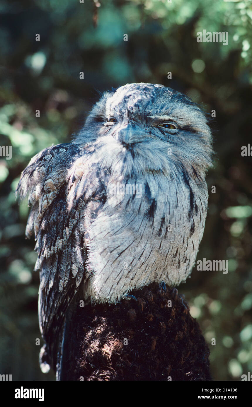 Australia, Mckenzie Wildlife Park, Bruno Frogmouth (Podargus Strigoides). Foto Stock