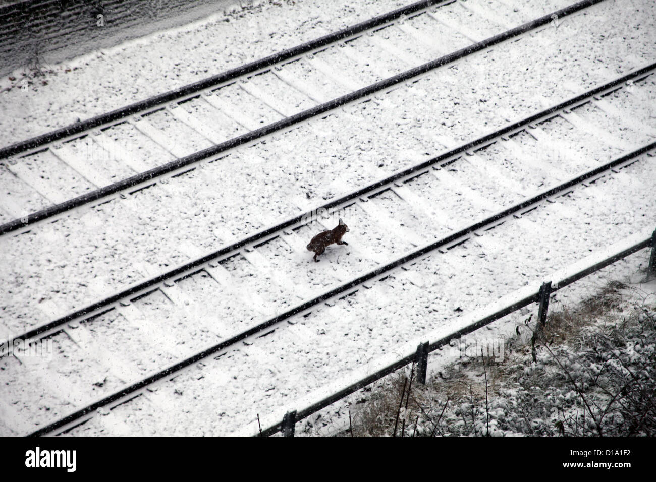 Fox in esecuzione su nevicato di binari ferroviari Foto Stock