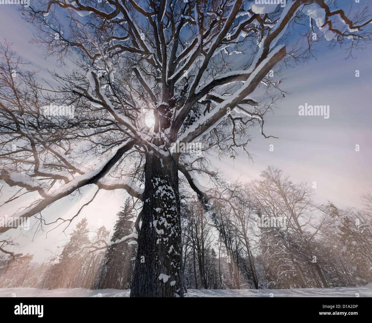 DE - Baviera: inverno vicino a Bad Toelz (foto arte) Foto Stock