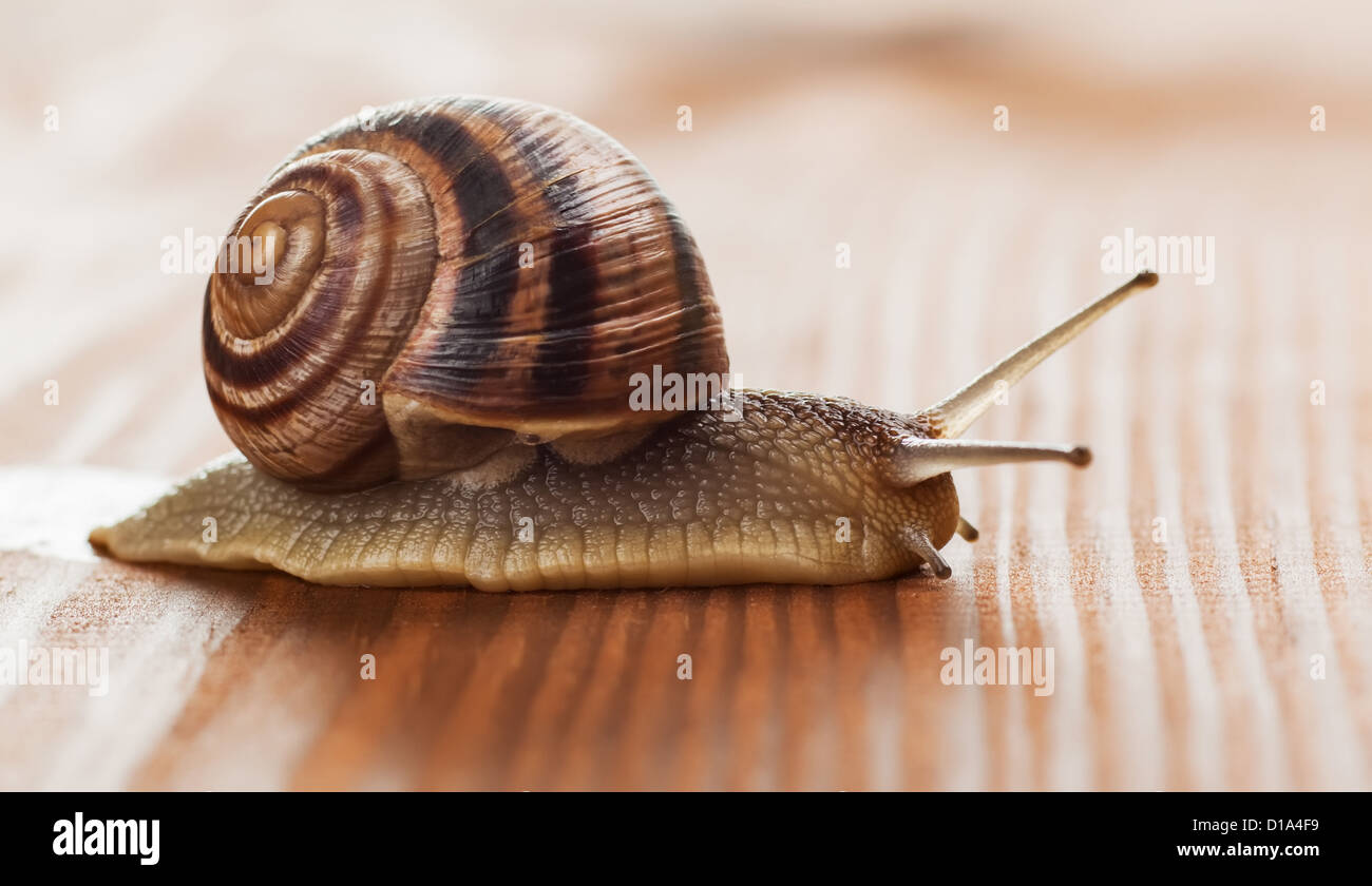 Helix pomatia, nomi comuni la lumaca di Borgogna, Romana lumaca, commestibili o lumaca escargot Foto Stock