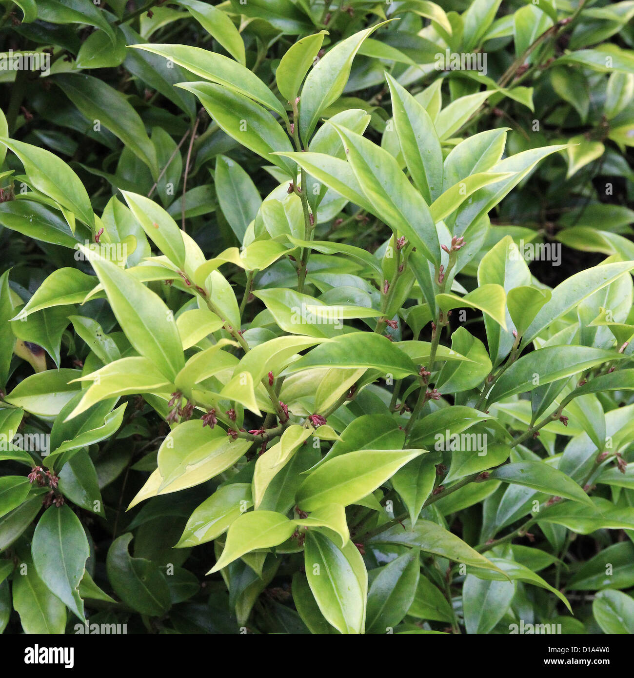 Sarcococca orientalis ( Natale Box ) in autunno Foto Stock