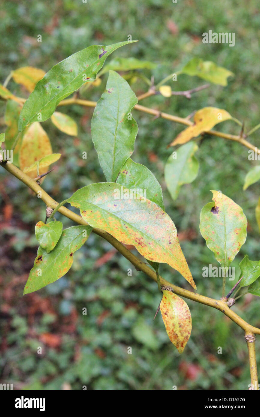 Maclura pomifera ( Osage Orange o Hedge-Apple ) In autunno Foto Stock