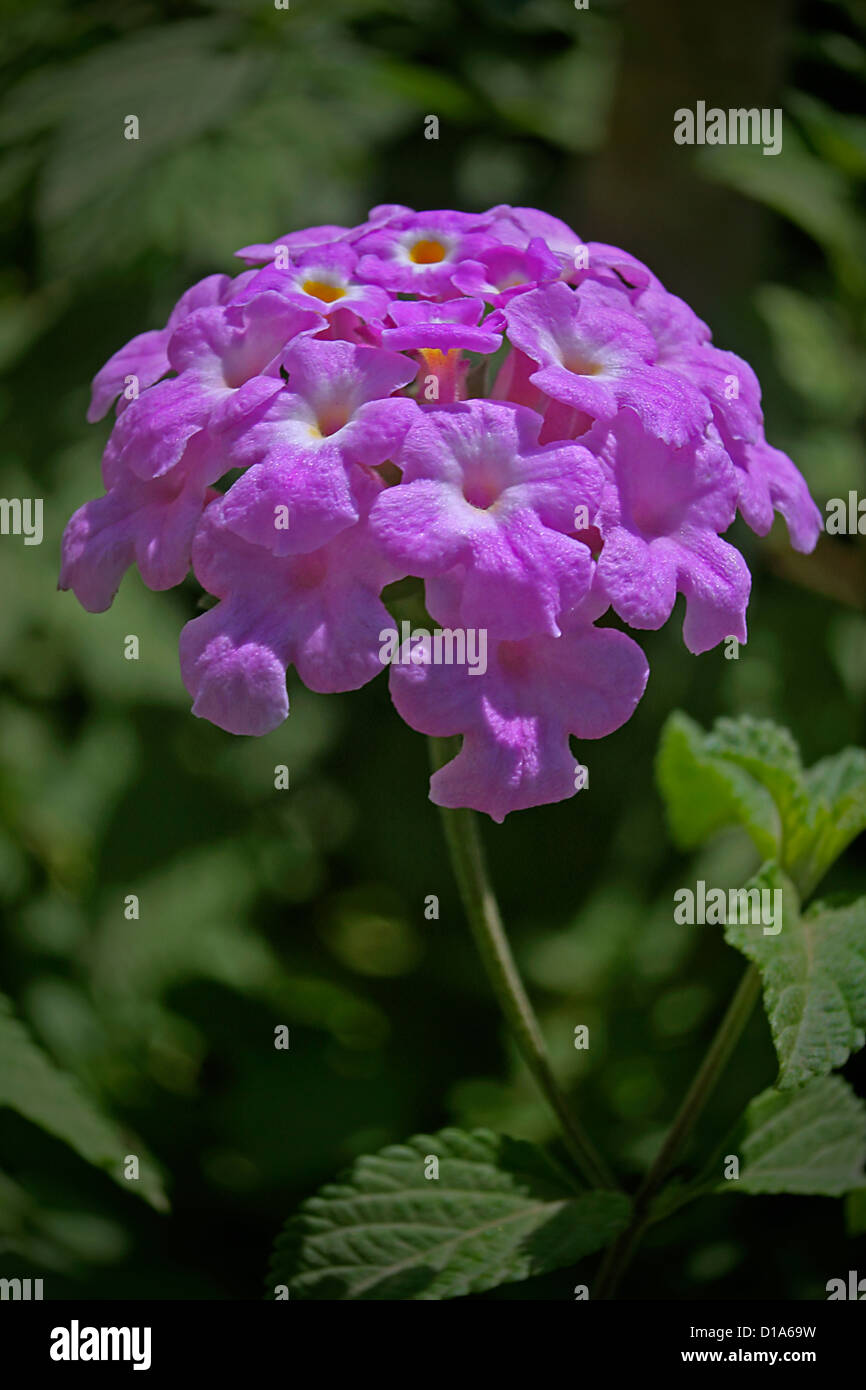 Lantana montevidensis, Finale lantana Foto Stock