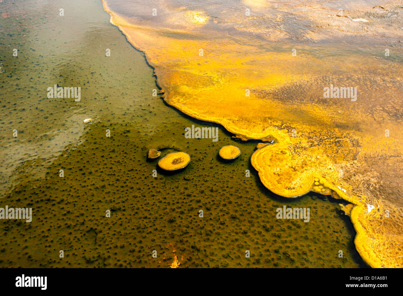 Yellowstone Nationalpark, USA, hot springs, giallo e verde alghe in una primavera calda Foto Stock