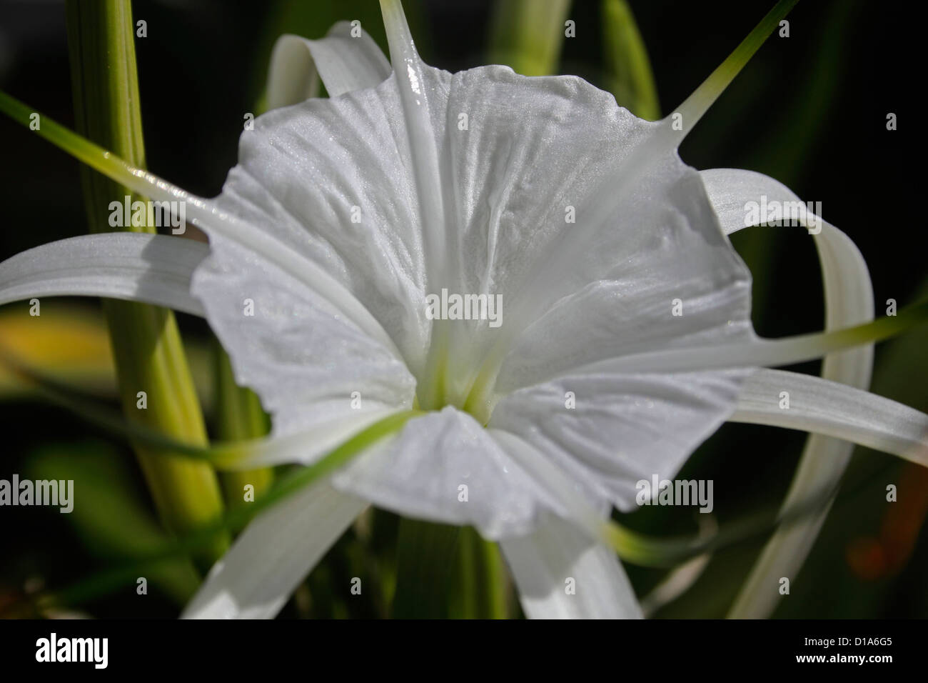 Hymenocallis littoralis, Spider lily Foto Stock