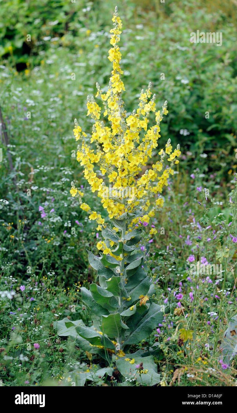 Annoso Mullein (Molène pulverulentum) cresce su terreni di rifiuti da una strada. Il Barrio La Gloria, Potes, Pesaguero, Cantabria, Spagna. Foto Stock