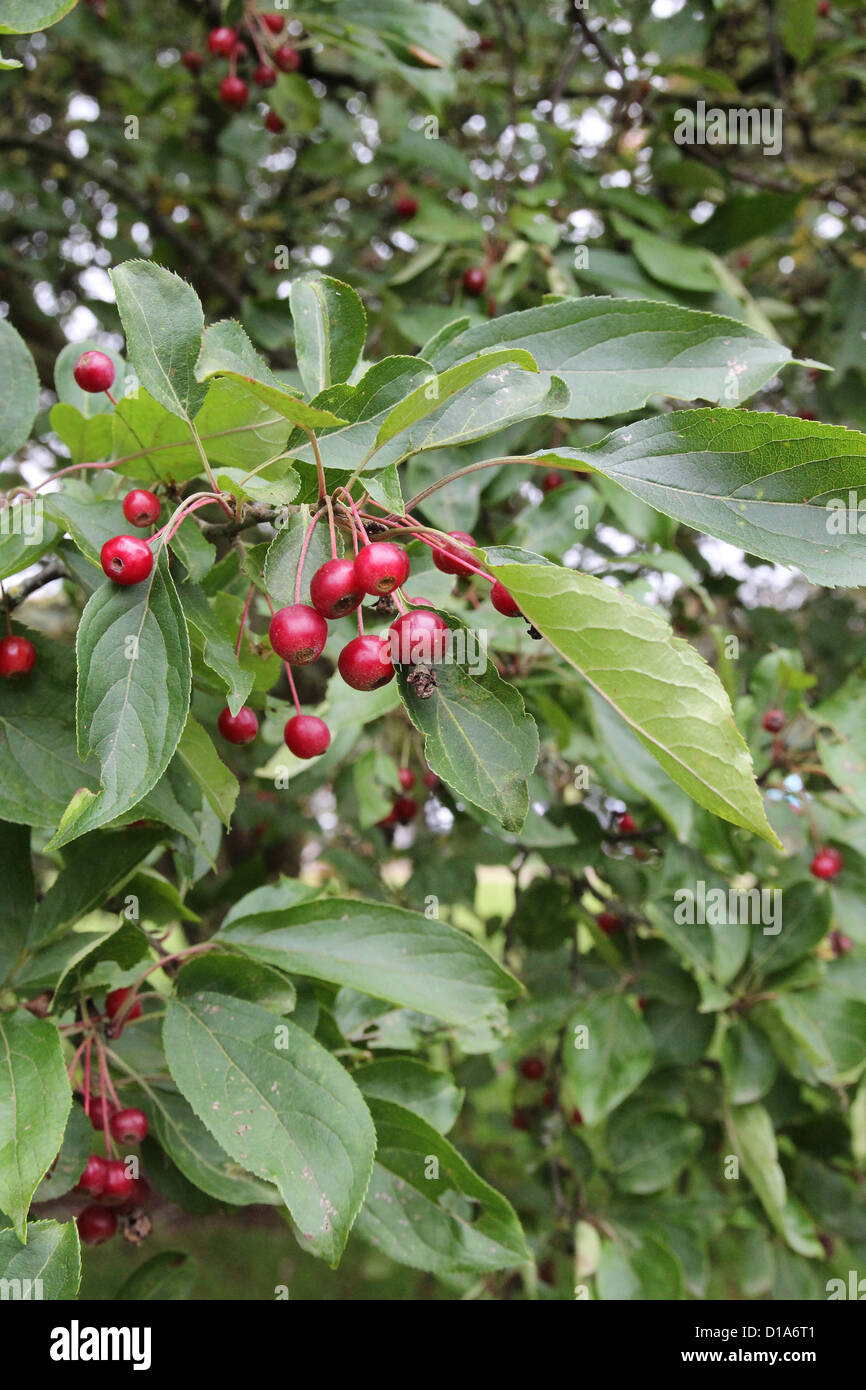 Malus hupehensis ( Hupeh o The Crab Apple ) in autunno mostra frutti, REGNO UNITO Foto Stock Malus hupehensis ( Hupeh o The Crab Apple ) in autunno mostra frutti, REGNO UNITO Foto Stock