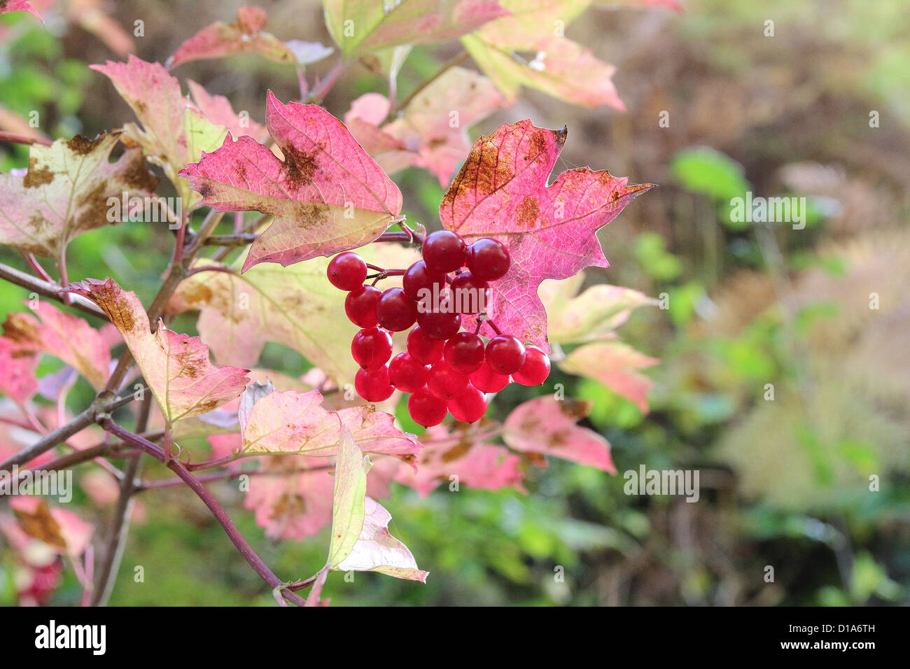 Autunno bacche rosse su una rosa viburno ( Viburnum opulus ), REGNO UNITO Foto Stock