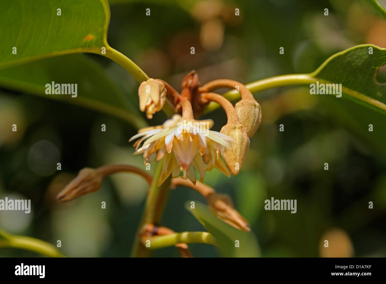 Mimusops elengi, Spagnolo cherry Foto Stock