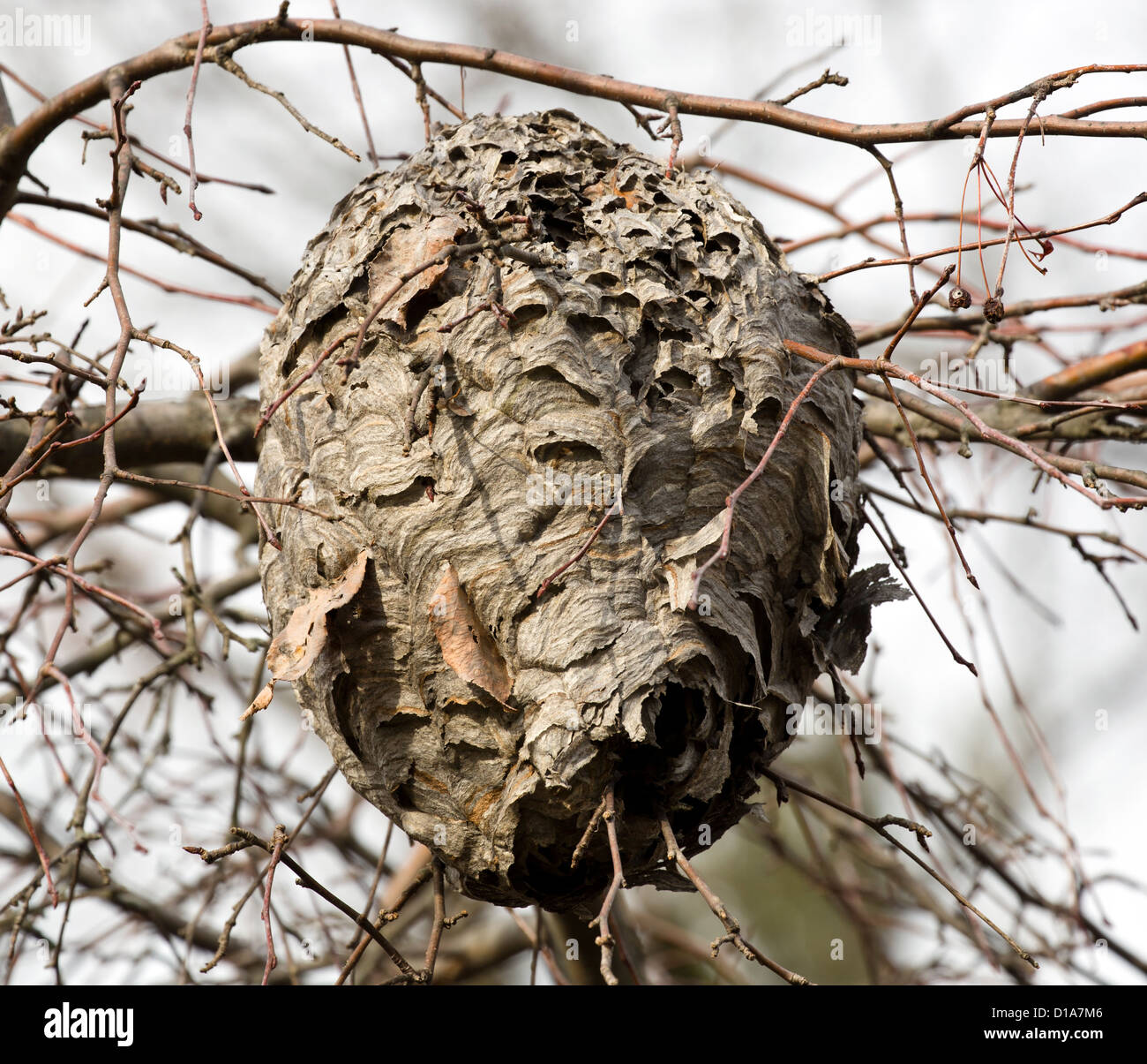 Un nido di calabroni in una struttura ad albero. Foto Stock