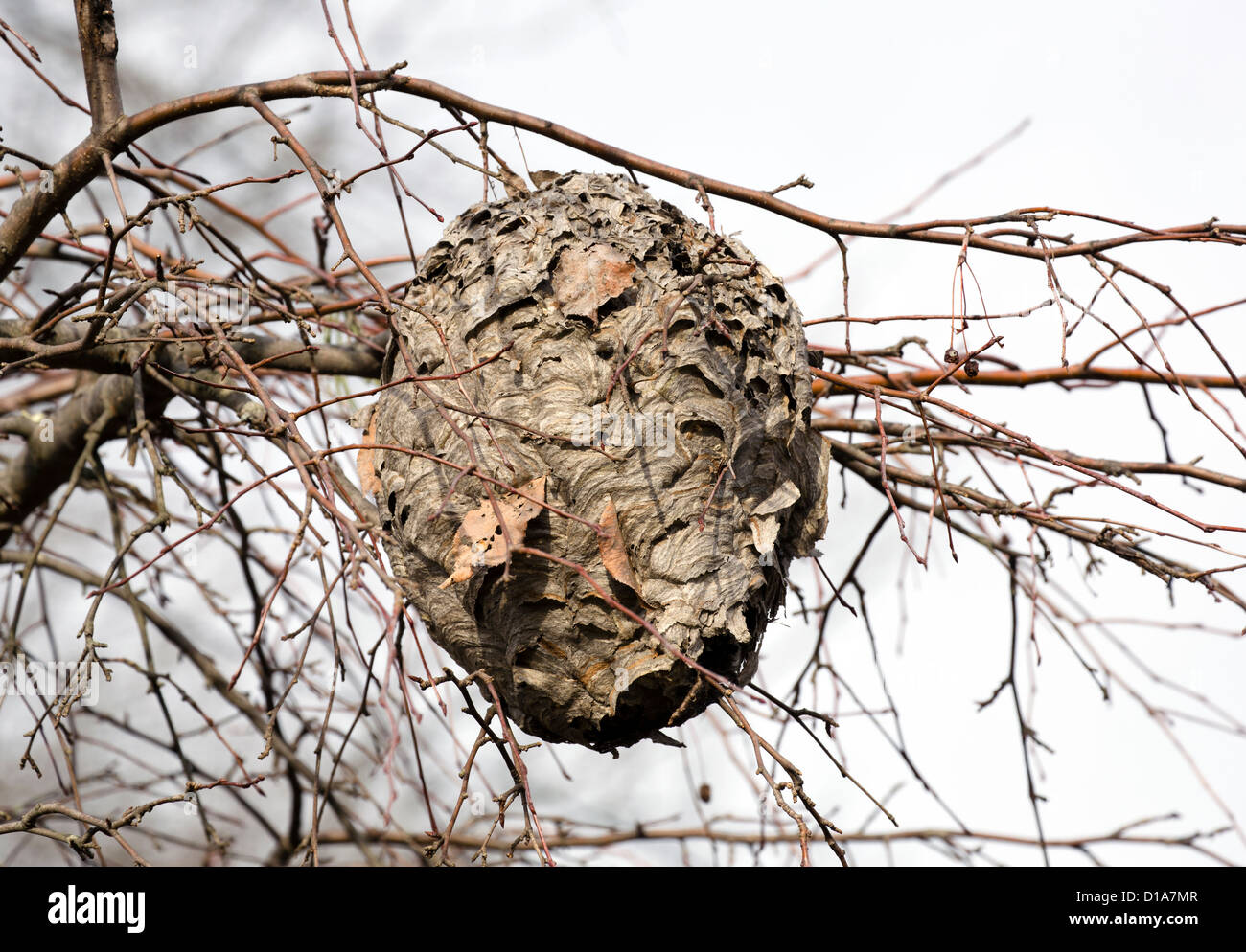 Un nido di calabroni in una struttura ad albero. Foto Stock
