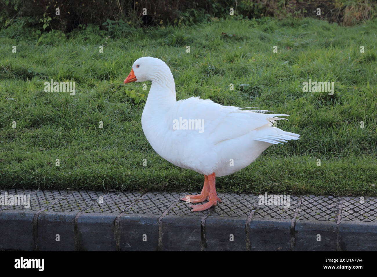 Bianco addomesticato Embden o Emdens Goose accanto al canale, Staffordshire, England, Regno Unito Foto Stock