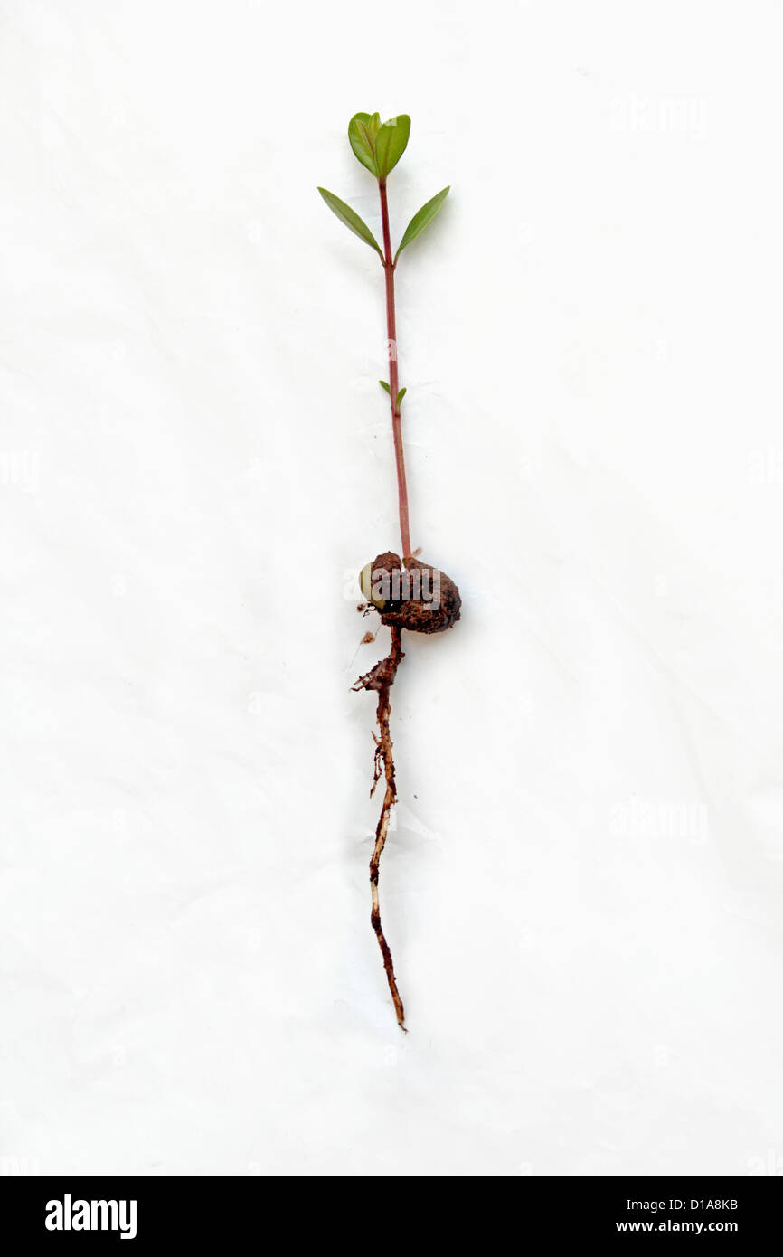 Giovane pianta di Syzigium cuminii, Jamun Foto Stock