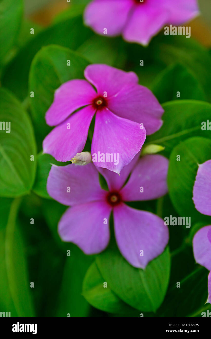 Catharanthus roseus, pervinca, Vinca Foto Stock