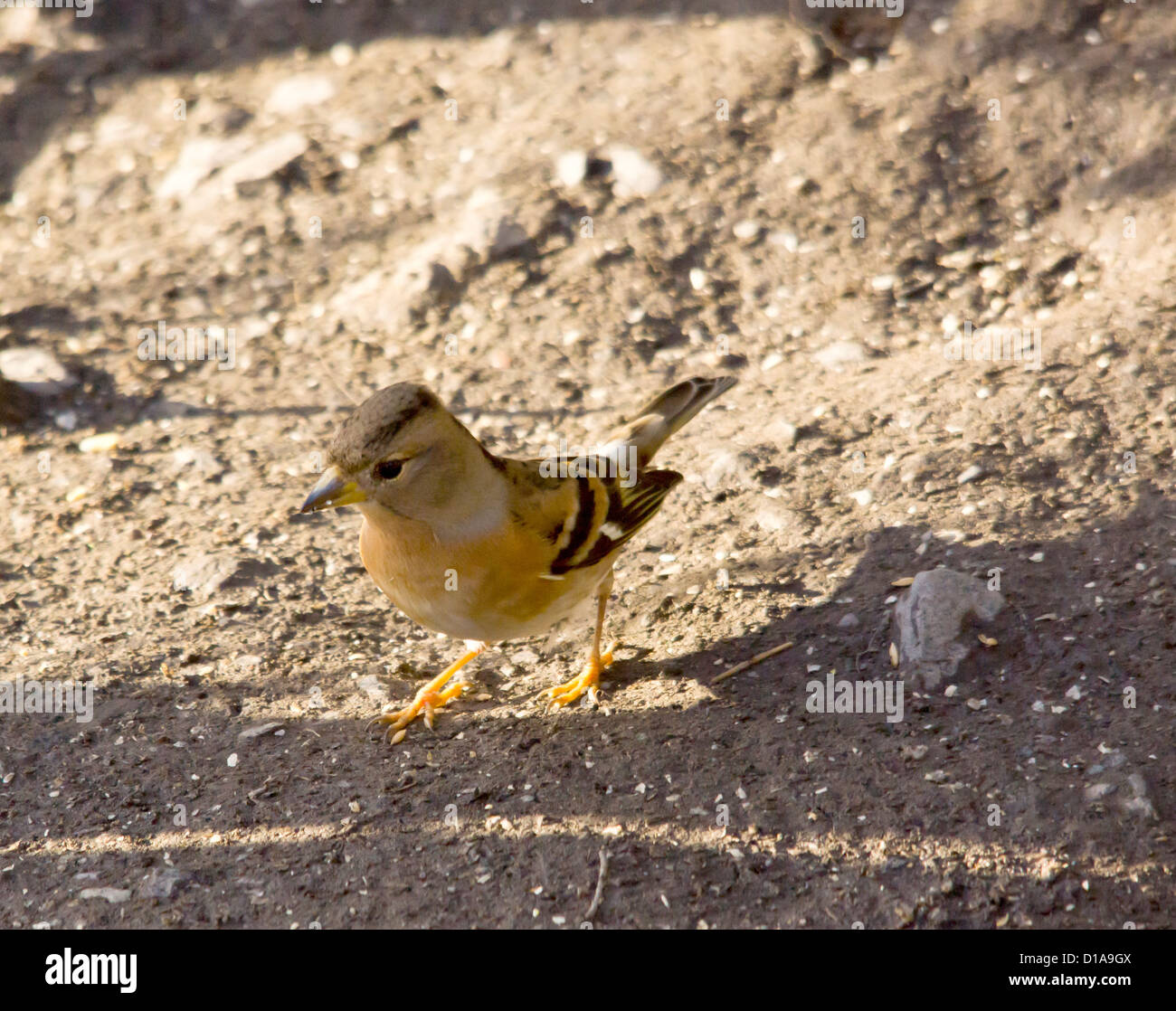 Brambling femmina Foto Stock