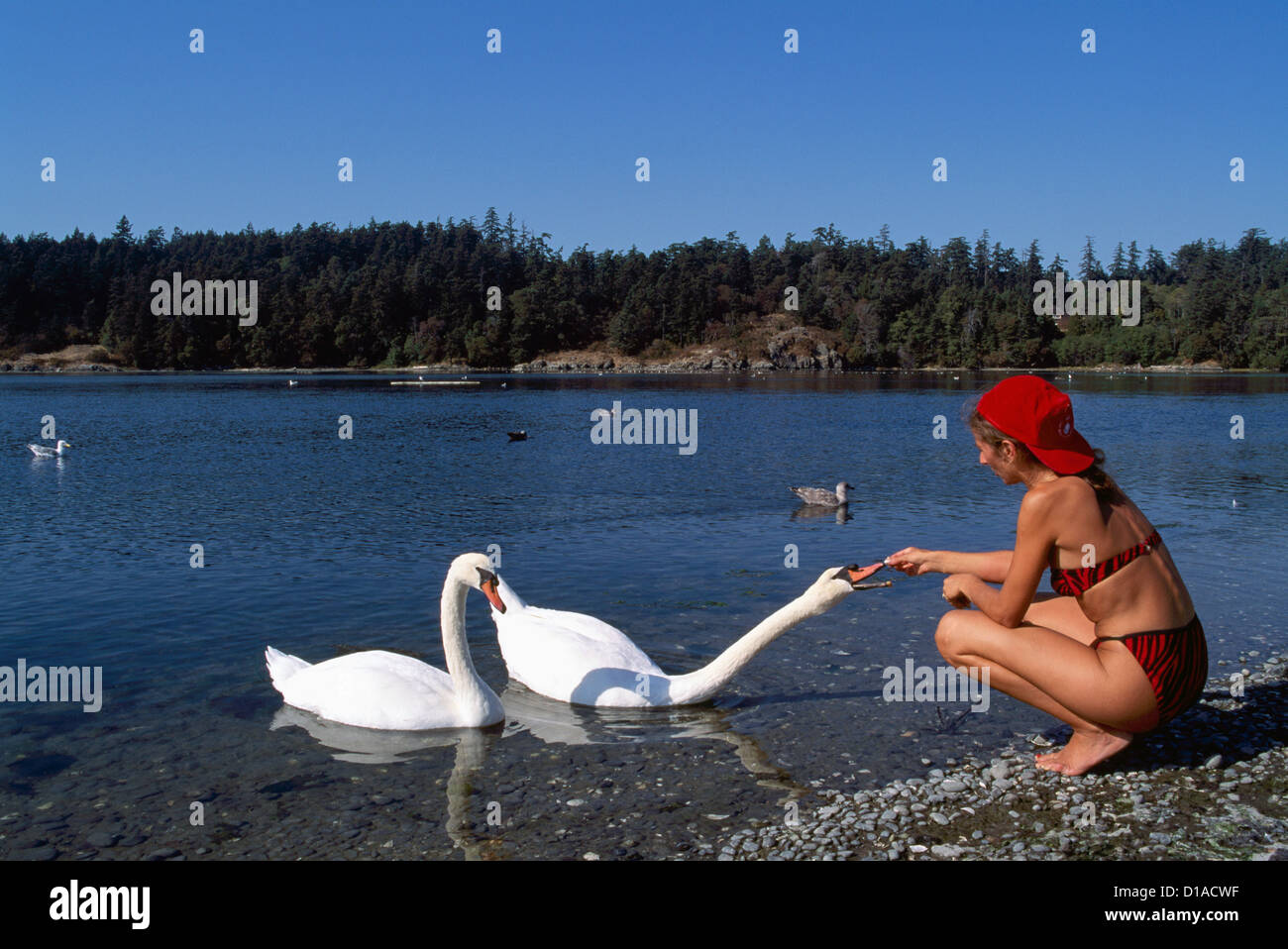Donna alimentazione manuale Cigno / cigni (Cygnus olor) lungo la riva del lago - Uccelli del Nord America Foto Stock