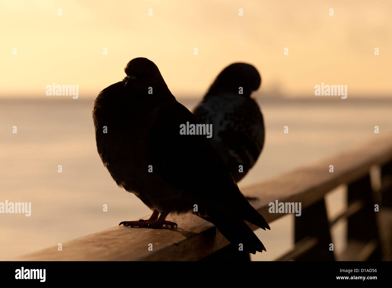 Due piccioni silhouette Foto Stock