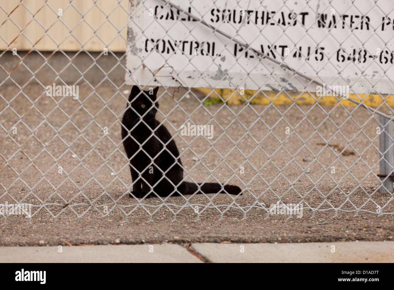 Gatto nero seduto dietro la catena collegamento recinto Foto Stock