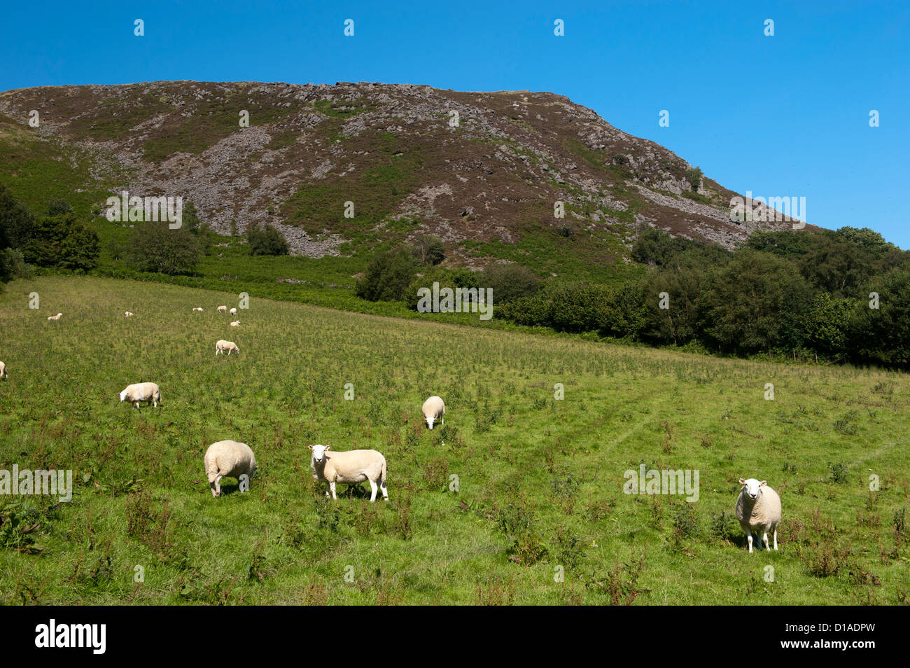 Il Gallese le pecore di montagna nelle aree montane pascolo di Elan Valley, il Galles. Foto Stock