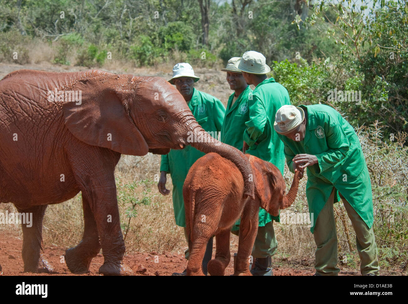 Il detentore con mano sul bambino orfano di elefante tronco. Gli adulti tronco su baby indietro. David Sheldrick Wildlife Trust Foto Stock