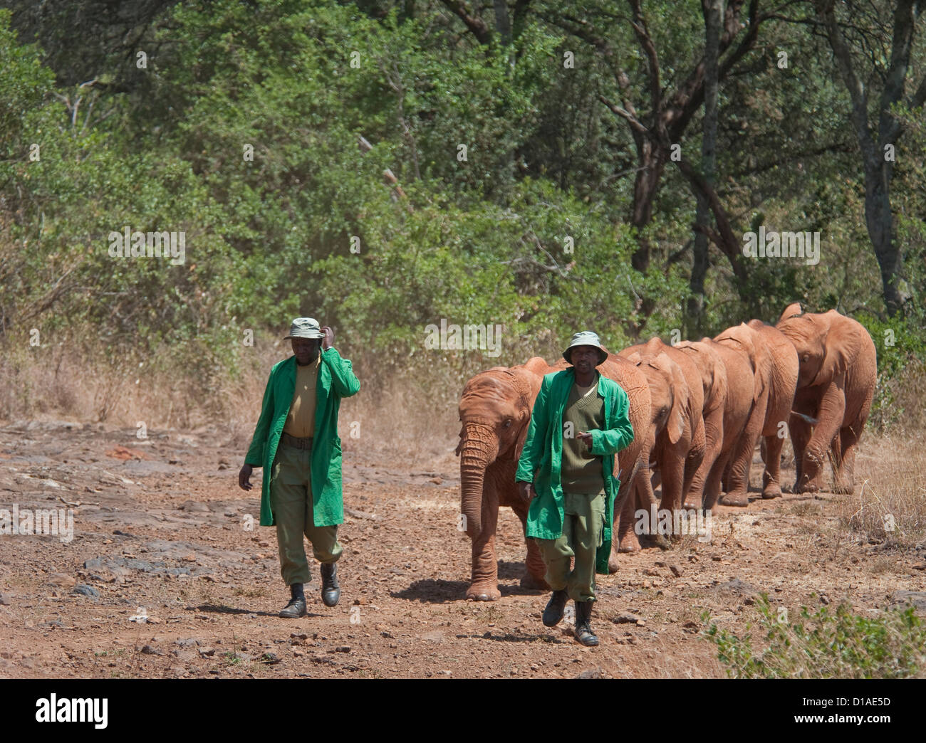 I detentori a piedi con orfani elefanti africani al David Sheldrick Wildlife Trust Foto Stock