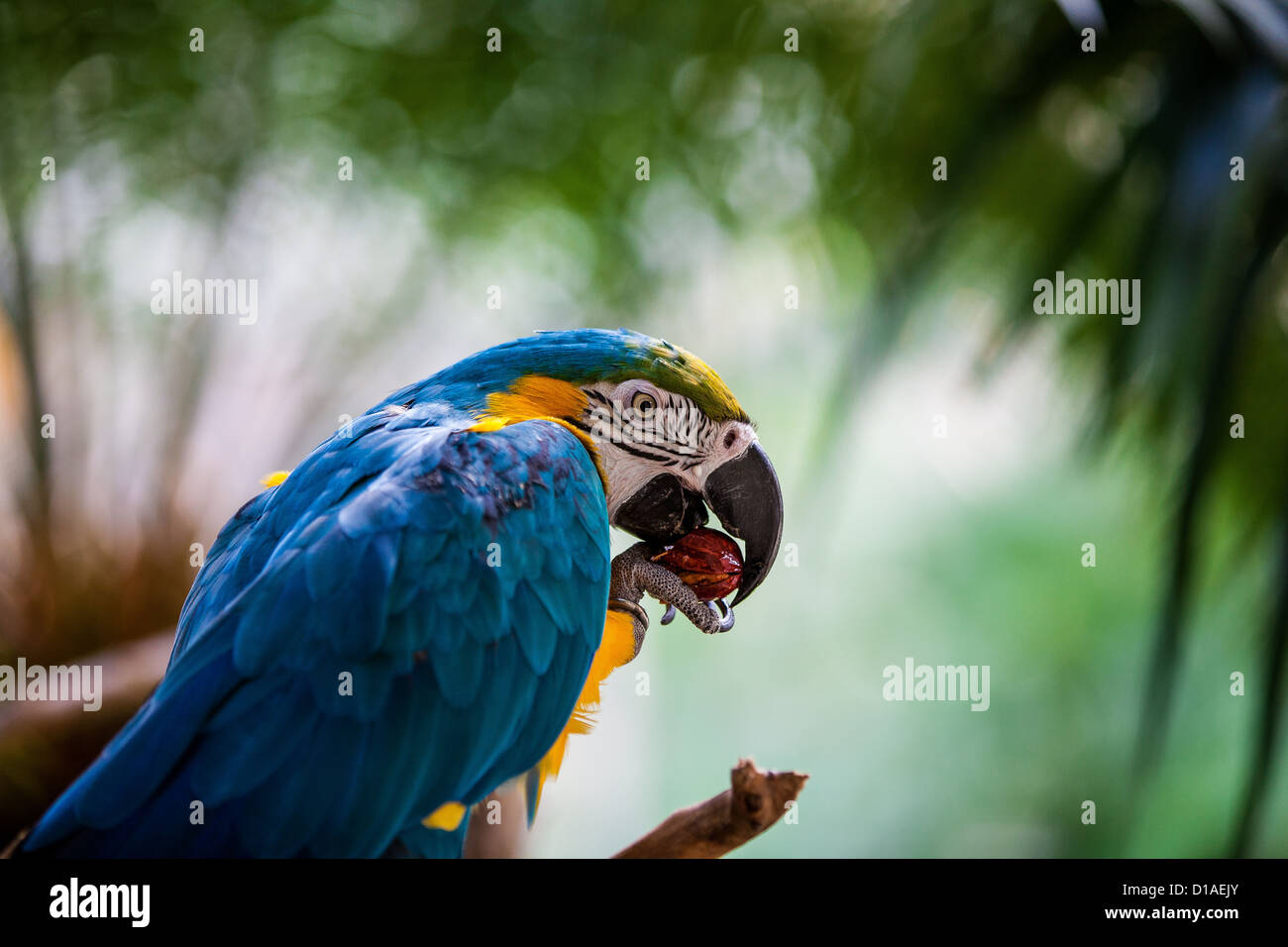 Blu verde giallo pappagallo macaw mangiare throated blu Foto Stock