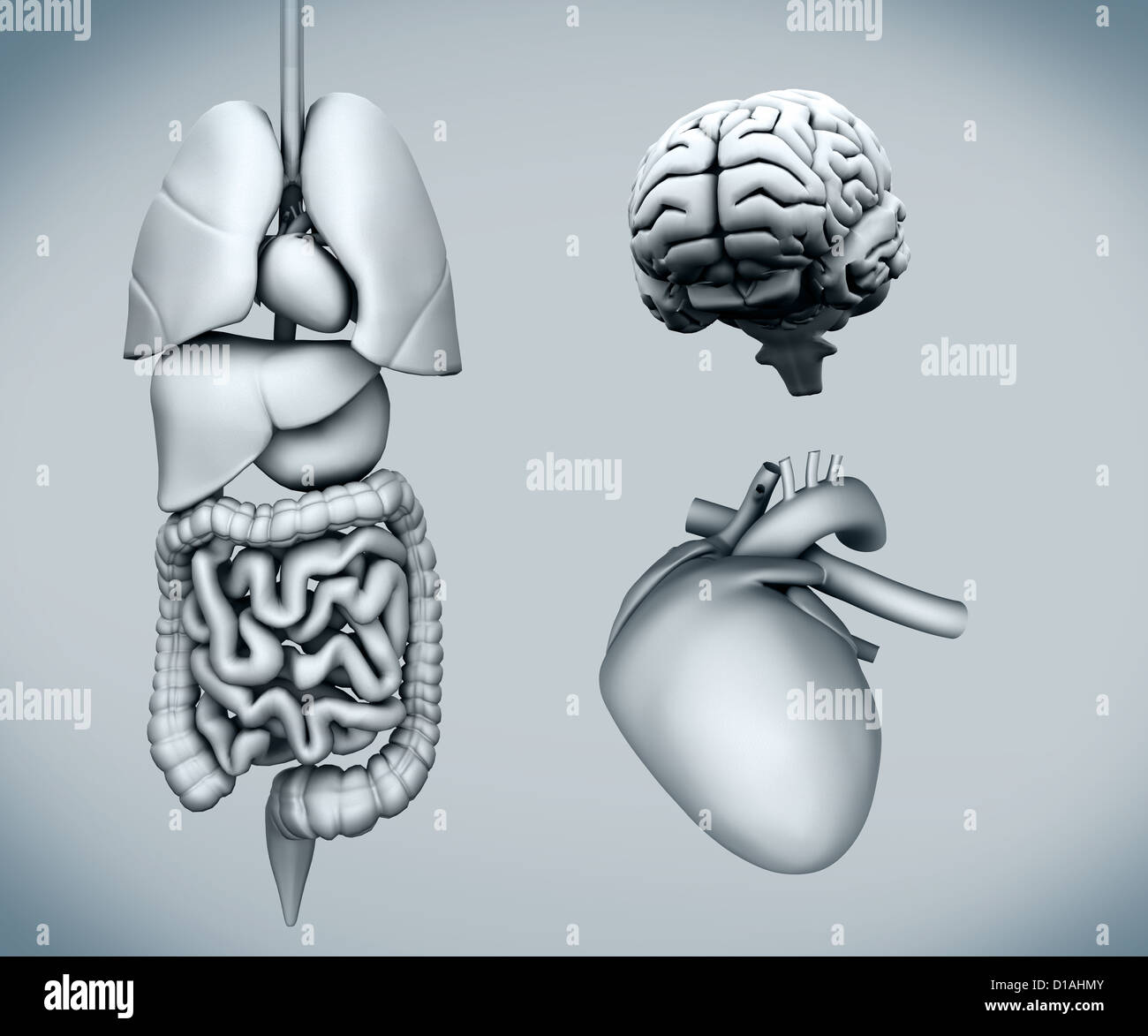 Schema di organi umani Foto Stock