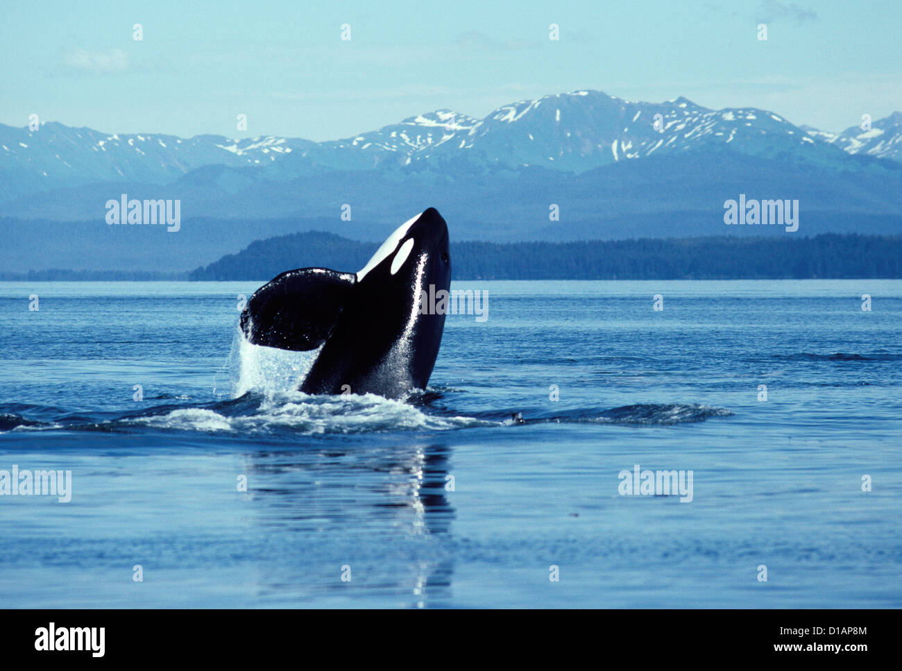 Killer Whale; Orca.Orcinus orca.maschio, violare.fotografato in stretto ghiacciato, Alaska sudorientale. Foto Stock