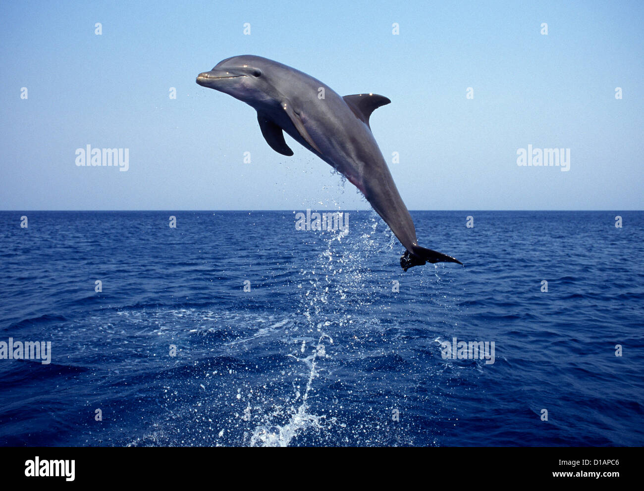 Il tursiope o delfino maggiore.Tursiops truncatus.Carribean. Off Roatan Island, Honduras, America Centrale Foto Stock