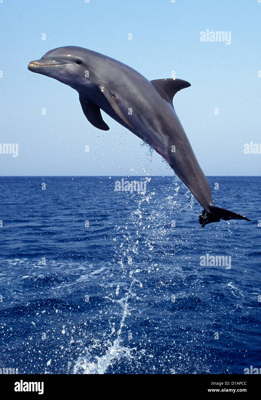 Il tursiope o delfino maggiore.Tursiops truncatus.Carribean. Off Roatan Island, Honduras, America Centrale Foto Stock