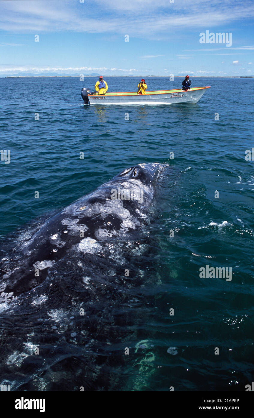 California balena grigia.Eschrichtius robustus.di balena e di whale watching panga. Laguna San Ignacio, Baja California del Sud, Messico Foto Stock